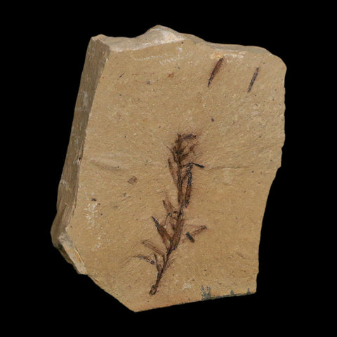 1.4" Detailed Fossil Plant Leafs Metasequoia Dawn Redwood Oligocene Age MT COA