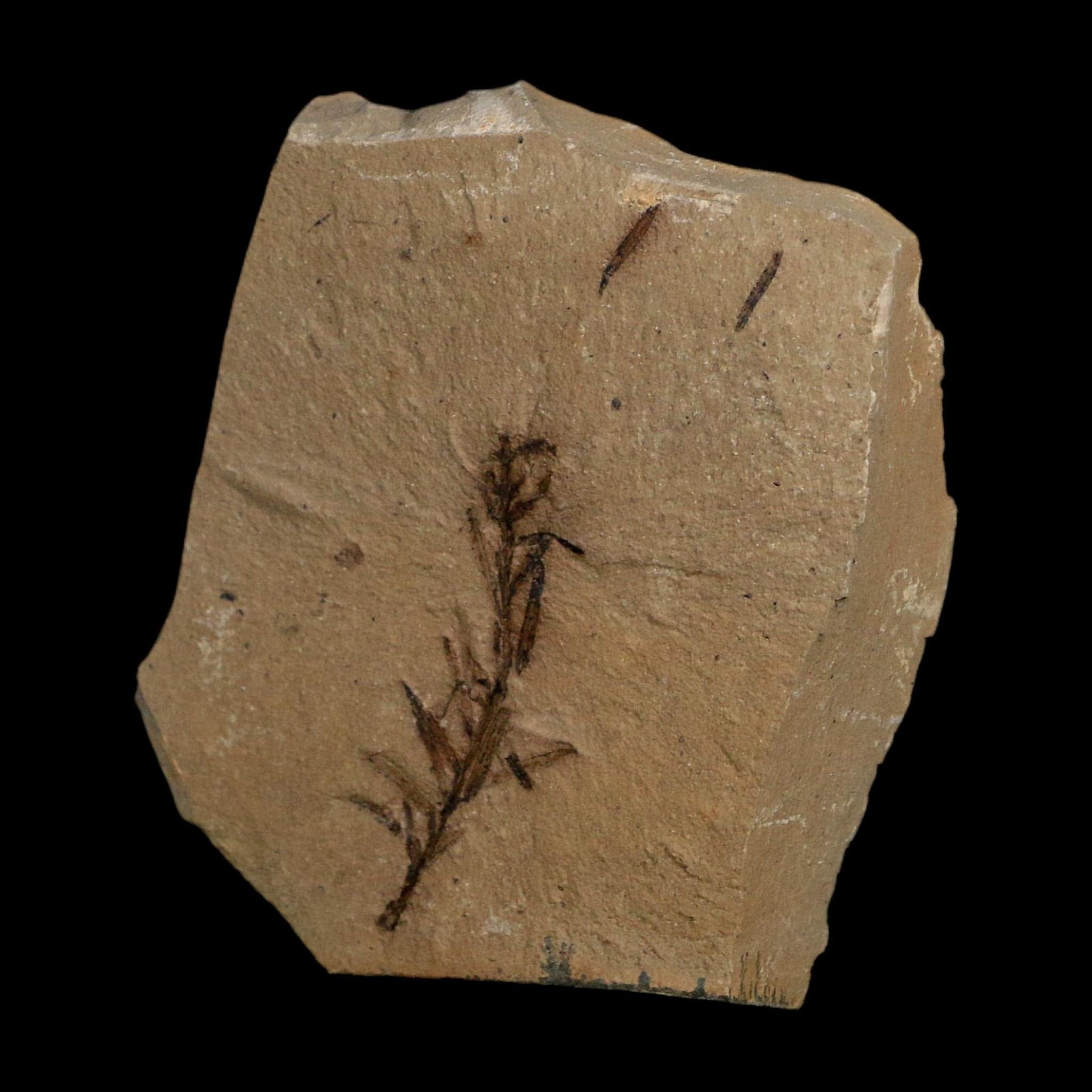 1.4" Detailed Fossil Plant Leafs Metasequoia Dawn Redwood Oligocene Age MT COA - Fossil Age Minerals