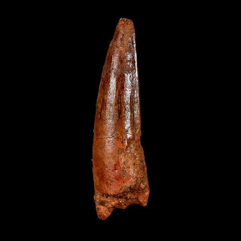 2" Spinosaurus Fossil Tooth 100 Million Years Old Cretaceous Dinosaur COA Stand