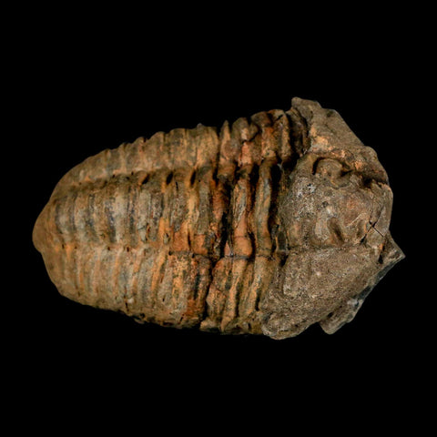 3.5" Flexicalymene Trilobite Fossil Ordovician Age Tazzarine Region Morocco COA - Fossil Age Minerals