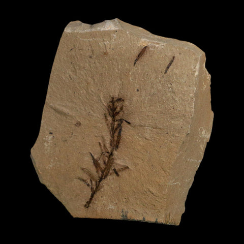 1.4" Detailed Fossil Plant Leafs Metasequoia Dawn Redwood Oligocene Age MT COA