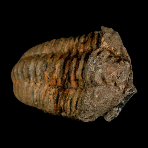 3.5" Flexicalymene Trilobite Fossil Ordovician Age Tazzarine Region Morocco COA - Fossil Age Minerals