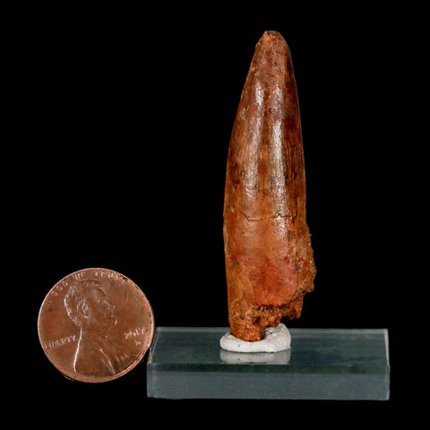 2" Spinosaurus Fossil Tooth 100 Million Years Old Cretaceous Dinosaur COA Stand