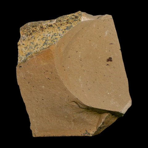 1.4" Detailed Fossil Plant Leafs Metasequoia Dawn Redwood Oligocene Age MT COA