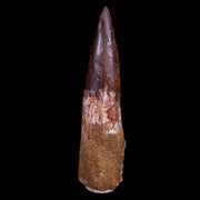 XL 3.6" Spinosaurus Fossil Tooth 100 Mil Yrs Old Cretaceous Dinosaur COA & Stand