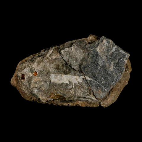 3.5" Flexicalymene Trilobite Fossil Ordovician Age Tazzarine Region Morocco COA - Fossil Age Minerals