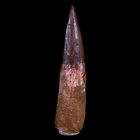 XL 3.6" Spinosaurus Fossil Tooth 100 Mil Yrs Old Cretaceous Dinosaur COA & Stand