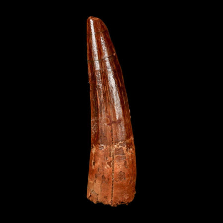1.9" Spinosaurus Fossil Tooth 100 Million Years Old Cretaceous Dinosaur COA Stand