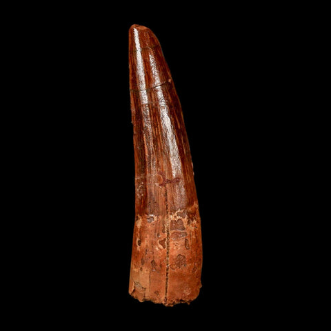 1.9" Spinosaurus Fossil Tooth 100 Million Years Old Cretaceous Dinosaur COA Stand