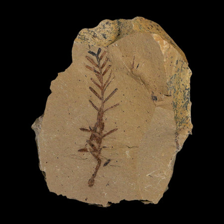 1.8" Detailed Fossil Plant Leafs Metasequoia Dawn Redwood Oligocene Age MT COA