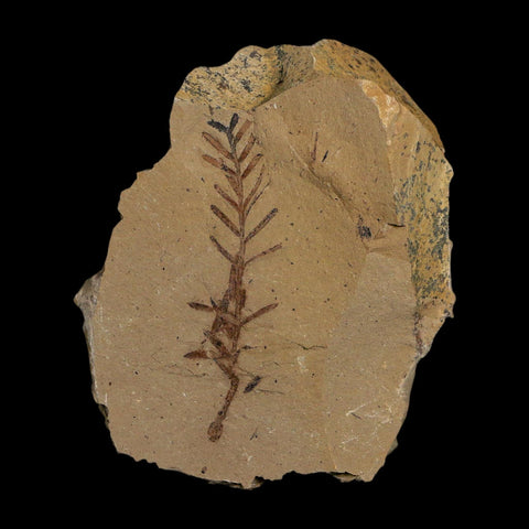 1.8" Detailed Fossil Plant Leafs Metasequoia Dawn Redwood Oligocene Age MT COA