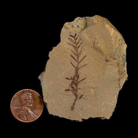 1.8" Detailed Fossil Plant Leafs Metasequoia Dawn Redwood Oligocene Age MT COA