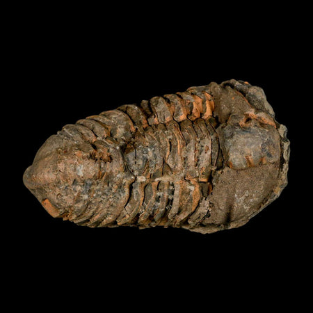 3.8" Flexicalymene Trilobite Fossil Ordovician Age Tazzarine Region Morocco COA