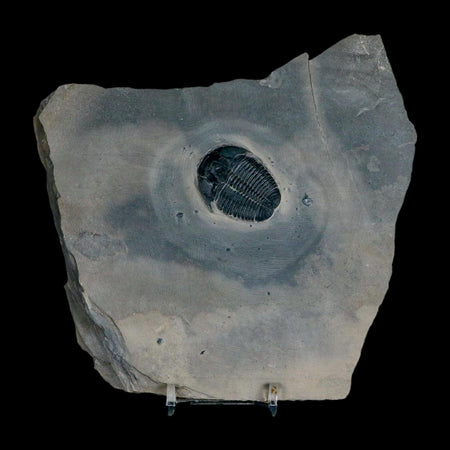 XL 1.4" Elrathia Kingi Trilobite Fossil In Matrix House Range Utah Cambrian Age COA