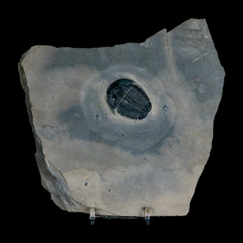 XL 1.4" Elrathia Kingi Trilobite Fossil In Matrix House Range Utah Cambrian Age COA - Fossil Age Minerals