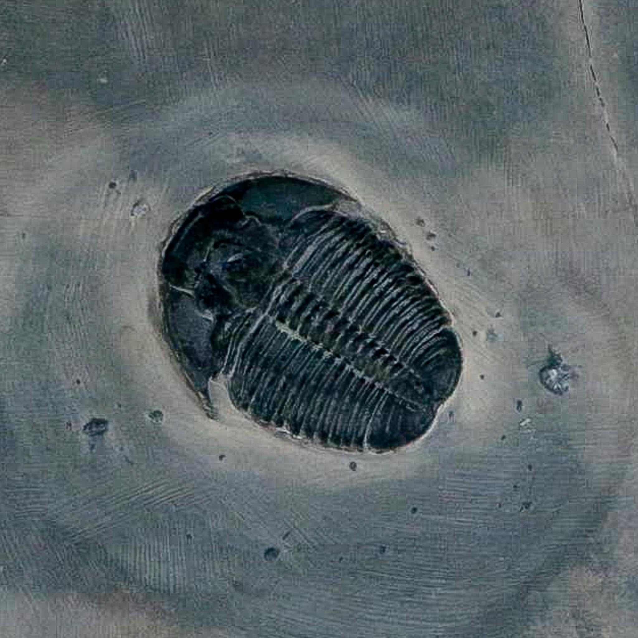 XL 1.4" Elrathia Kingi Trilobite Fossil In Matrix House Range Utah Cambrian Age COA - Fossil Age Minerals