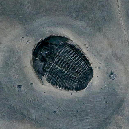 XL 1.4" Elrathia Kingi Trilobite Fossil In Matrix House Range Utah Cambrian Age COA