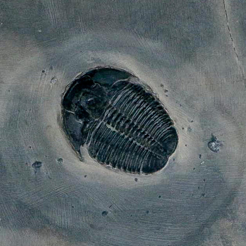 XL 1.4" Elrathia Kingi Trilobite Fossil In Matrix House Range Utah Cambrian Age COA - Fossil Age Minerals