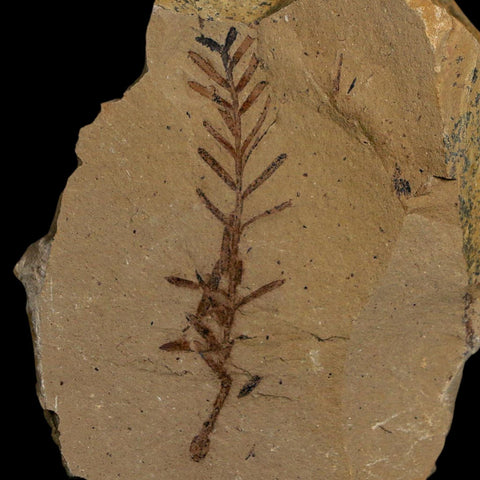 1.8" Detailed Fossil Plant Leafs Metasequoia Dawn Redwood Oligocene Age MT COA