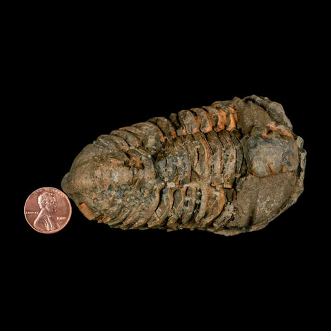 3.8" Flexicalymene Trilobite Fossil Ordovician Age Tazzarine Region Morocco COA - Fossil Age Minerals