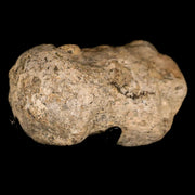 2.7" Mosasaur Fossil Vertebrae Cretaceous Dinosaur Era Texas Ozan FM COA, Metal Stand