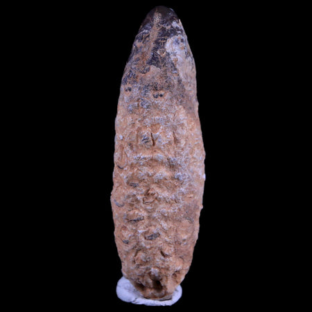 1.8" Fossil Pine Cone Equicalastrobus Replaced By Agate Eocene Age Seeds Fruit