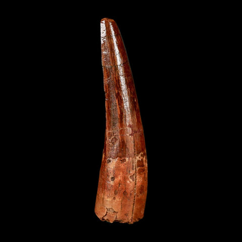 1.9" Spinosaurus Fossil Tooth 100 Million Years Old Cretaceous Dinosaur COA Stand