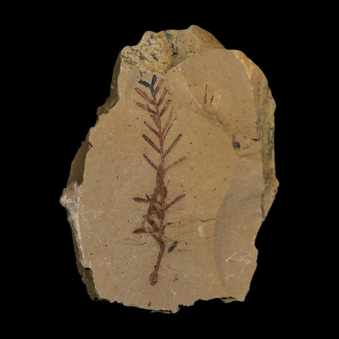 1.8" Detailed Fossil Plant Leafs Metasequoia Dawn Redwood Oligocene Age MT COA