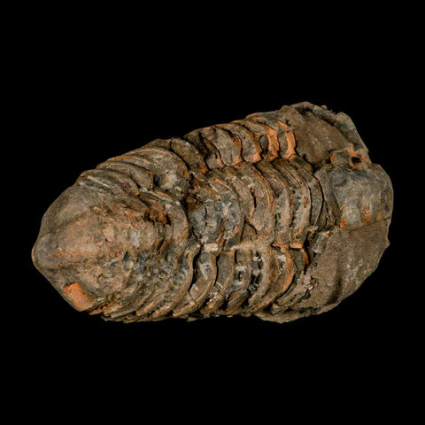 3.8" Flexicalymene Trilobite Fossil Ordovician Age Tazzarine Region Morocco COA - Fossil Age Minerals