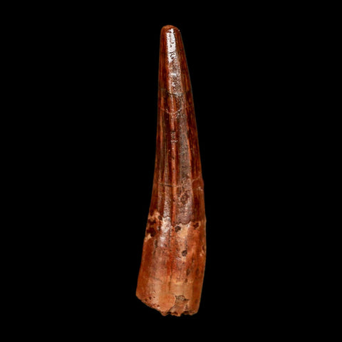 1.9" Spinosaurus Fossil Tooth 100 Million Years Old Cretaceous Dinosaur COA Stand