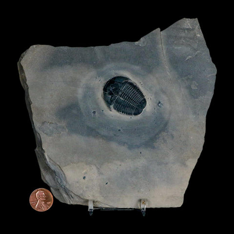 XL 1.4" Elrathia Kingi Trilobite Fossil In Matrix House Range Utah Cambrian Age COA - Fossil Age Minerals