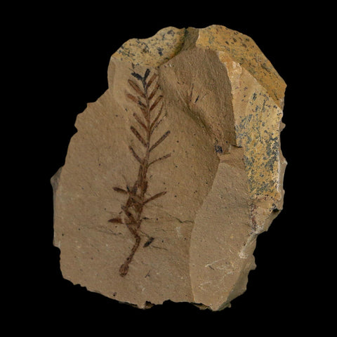 1.8" Detailed Fossil Plant Leafs Metasequoia Dawn Redwood Oligocene Age MT COA