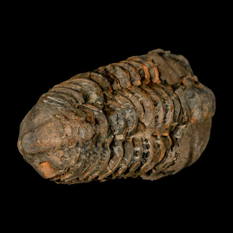 3.8" Flexicalymene Trilobite Fossil Ordovician Age Tazzarine Region Morocco COA - Fossil Age Minerals