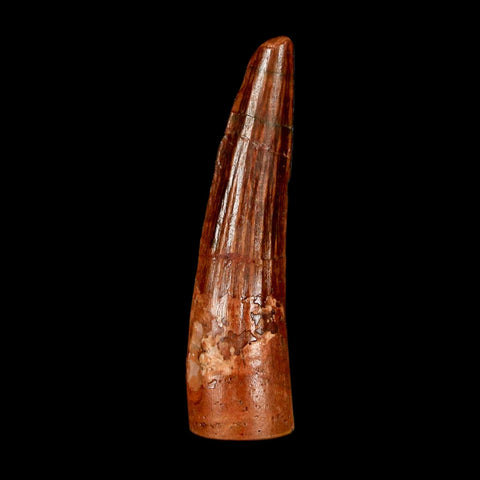 1.9" Spinosaurus Fossil Tooth 100 Million Years Old Cretaceous Dinosaur COA Stand