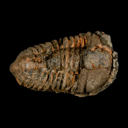 3.8" Flexicalymene Trilobite Fossil Ordovician Age Tazzarine Region Morocco COA