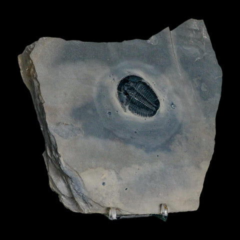 XL 1.4" Elrathia Kingi Trilobite Fossil In Matrix House Range Utah Cambrian Age COA - Fossil Age Minerals