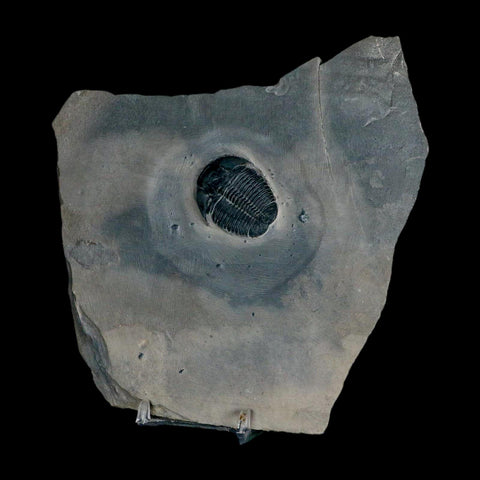 XL 1.4" Elrathia Kingi Trilobite Fossil In Matrix House Range Utah Cambrian Age COA - Fossil Age Minerals