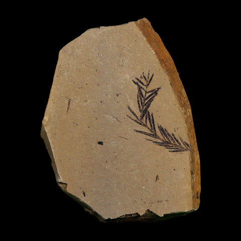 1.1" Detailed Fossil Plant Leafs Metasequoia Dawn Redwood Oligocene Age MT COA