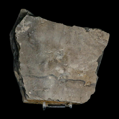 XL 1.4" Elrathia Kingi Trilobite Fossil In Matrix House Range Utah Cambrian Age COA - Fossil Age Minerals
