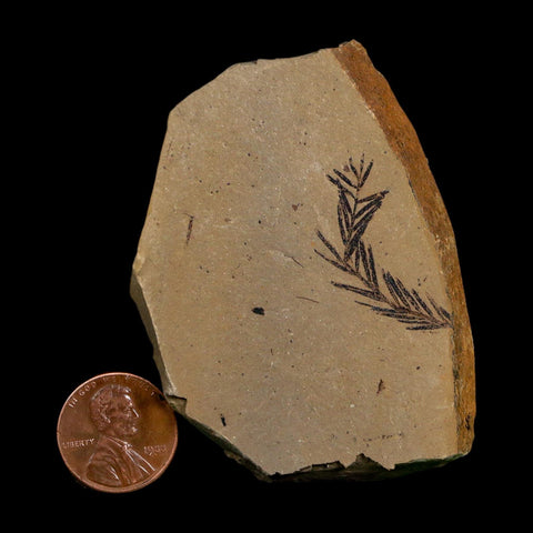 1.1" Detailed Fossil Plant Leafs Metasequoia Dawn Redwood Oligocene Age MT COA