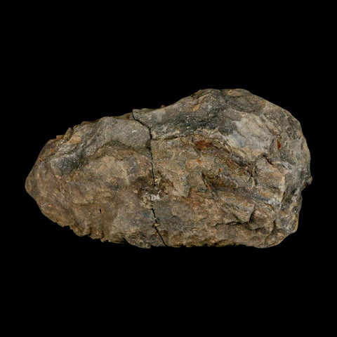 3.8" Flexicalymene Trilobite Fossil Ordovician Age Tazzarine Region Morocco COA - Fossil Age Minerals