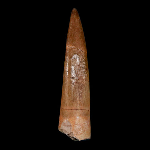 1.8" Plesiosaur Zarafasaura Tooth Fossil Cretaceous Dinosaur Era COA, Stand - Fossil Age Minerals