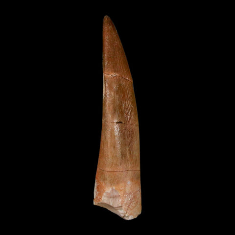 1.8" Plesiosaur Zarafasaura Tooth Fossil Cretaceous Dinosaur Era COA, Stand - Fossil Age Minerals