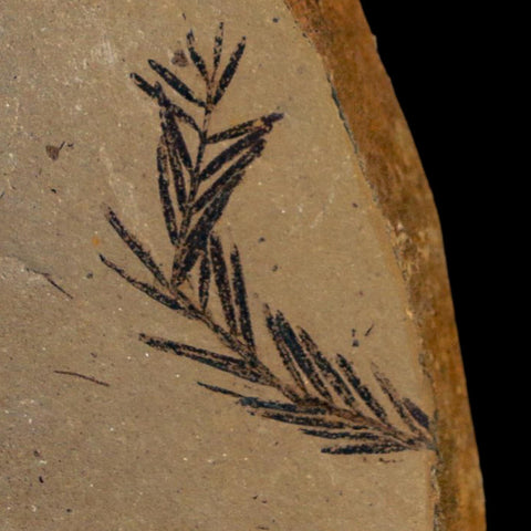 1.1" Detailed Fossil Plant Leafs Metasequoia Dawn Redwood Oligocene Age MT COA