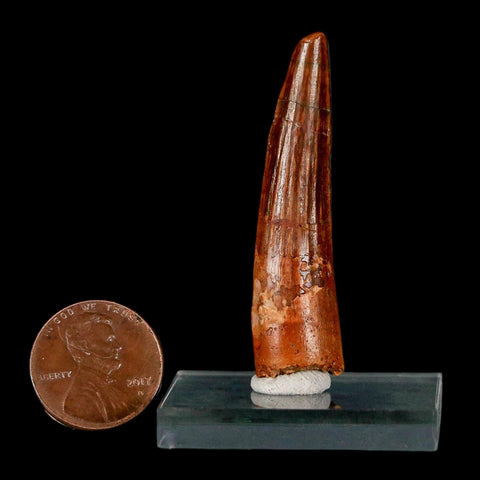 1.9" Spinosaurus Fossil Tooth 100 Million Years Old Cretaceous Dinosaur COA Stand