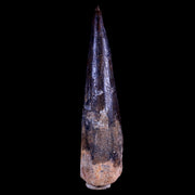 XL 4" Spinosaurus Fossil Tooth 100 Mil Yrs Old Cretaceous Dinosaur COA & Stand