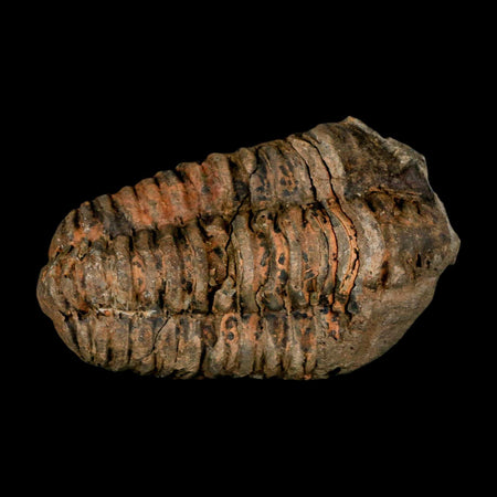 3.1" Flexicalymene Trilobite Fossil Ordovician Age Tazzarine Region Morocco COA