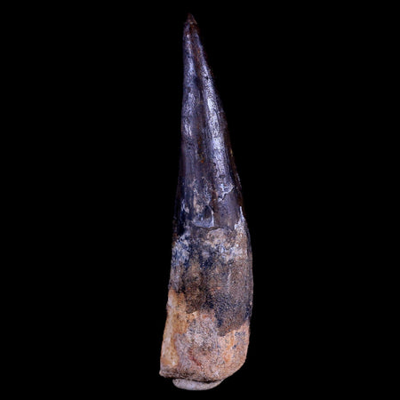 XL 4" Spinosaurus Fossil Tooth 100 Mil Yrs Old Cretaceous Dinosaur COA & Stand