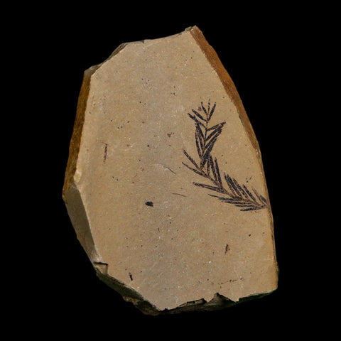 1.1" Detailed Fossil Plant Leafs Metasequoia Dawn Redwood Oligocene Age MT COA