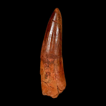 1.9" Spinosaurus Fossil Tooth 100 Million Years Old Cretaceous Dinosaur COA Stand